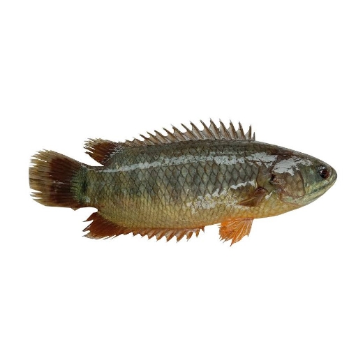 Koi Fish