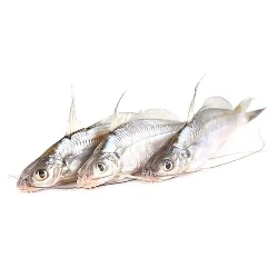 Sea Tangra Fish