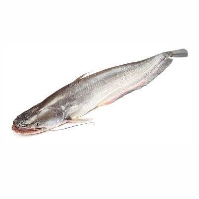 Boal Fish